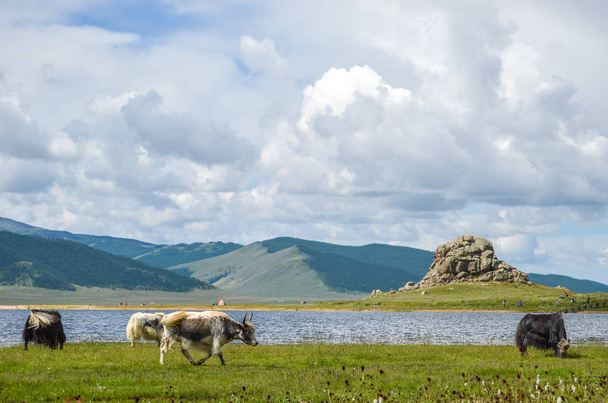 Yaks mongols broutant autour du lac Blanc
 - Photo, image