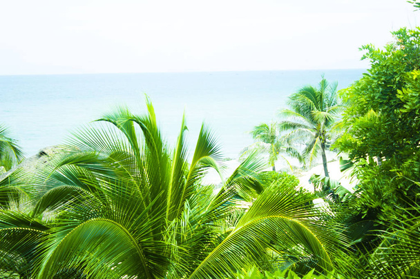 Evergreen lush palm trees on the tropical shore of the warm sea of the Pacific ocean - Foto, imagen