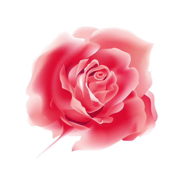 Красно-розовая роза изолирована на белом фоне. Реалистичная векторная иллюстрация
.  - Вектор,изображение