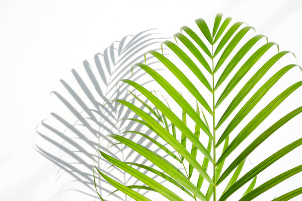 shadows palm leaf and green leaves on white wall background. for creative design summer concept - Photo, image
