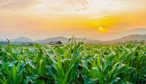 zielone pole kukurydzy w ogrodzie rolniczym i światło świeci zachód słońca - Zdjęcie, obraz