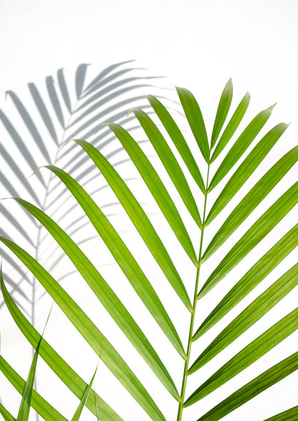 shadows palm leaf and green leaves on white wall background. for creative design summer concept - Foto, Imagen