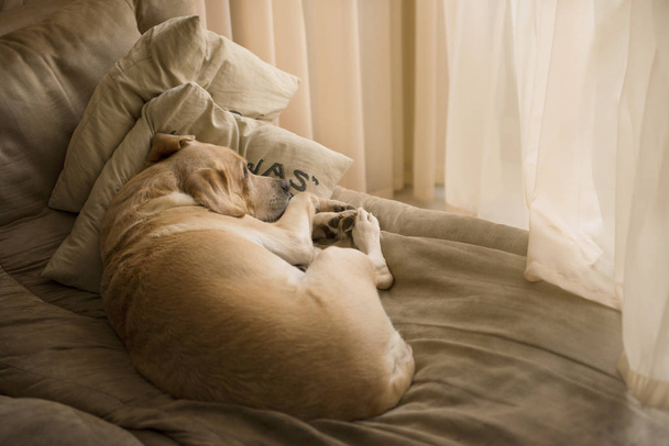 Gele Labrador retriever met mooie ogen. Schattige hond. - Foto, afbeelding