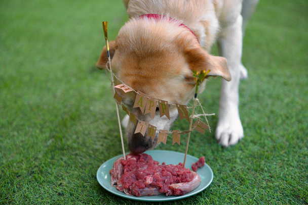 Cumpleaños en perros. La fiesta de cumpleaños del perro. Pastel para el perro con carne
. - Foto, imagen