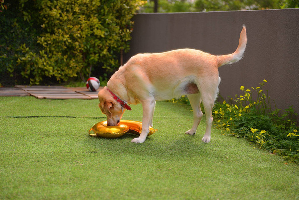 Aniversário em cães. Festa de aniversário do cão. Labrador jogar com balão
. - Foto, Imagem