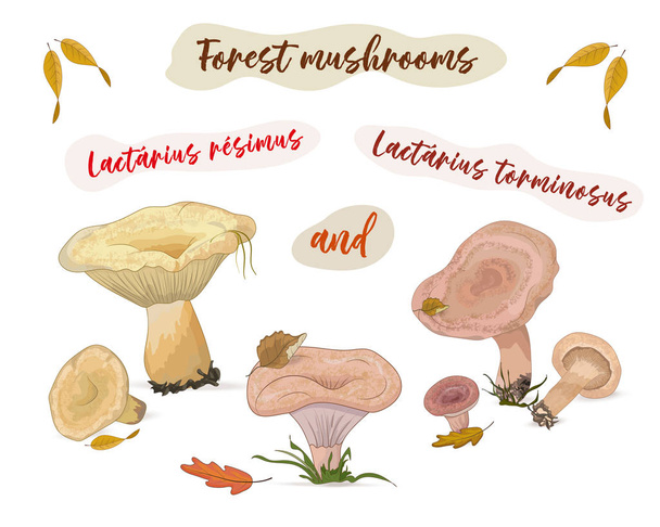 Forest mushrooms and volushki on a white background with autumn leaves - Vector, Image