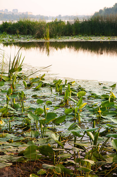 Очерету і Waterlilies в річці - Фото, зображення