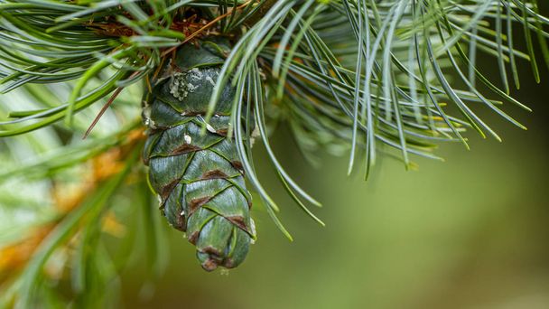 Cones de pinheiro jovens, com gotas de resina na superfície. Fotografia macro
 - Foto, Imagem