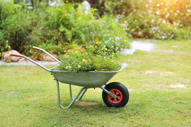 wheelbarrow with green grass in garden - Foto, afbeelding