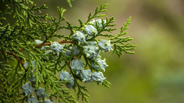 Nuori kaunis thuja siemenet vihreällä oksalla. tausta
 - Valokuva, kuva