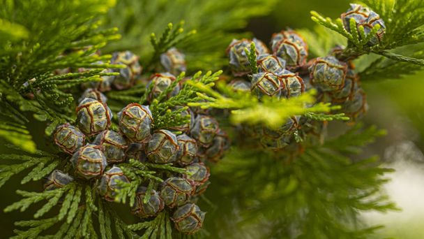 Young beautiful thuja seeds on a green branch. background - Photo, Image