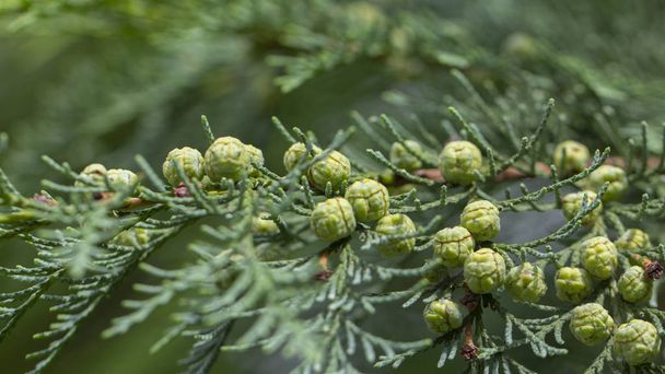 Young beautiful thuja seeds on a green branch. background - Photo, Image