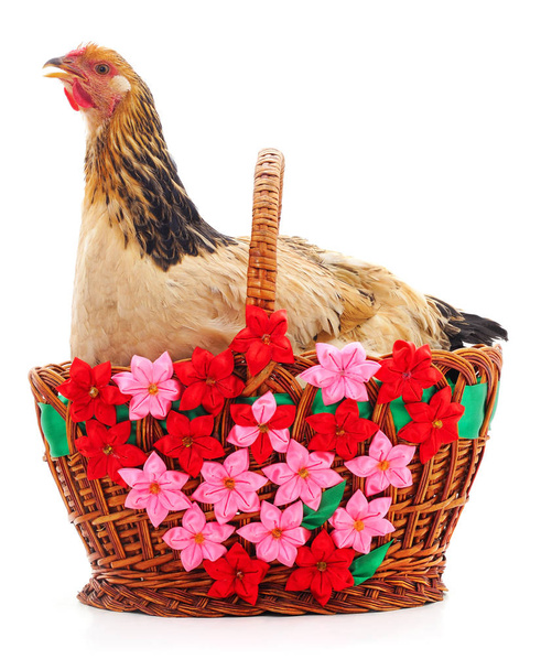 Chicken and basket. - Фото, изображение