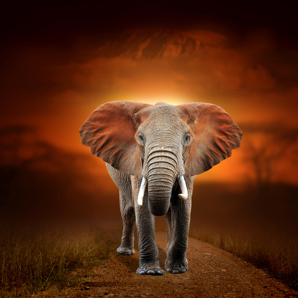 Elefante no fundo paisagem savana e Monte Kilimanjaro a
 - Foto, Imagem