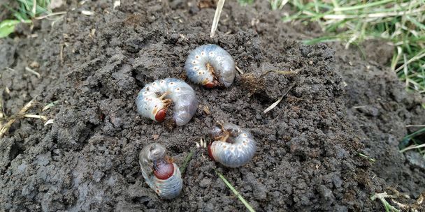larvas maduras de larva blanca dañan las raíces de los cultivos en el suelo
 - Foto, Imagen