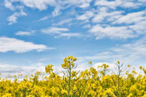 Detail of flowering rapeseed canola or colza, plant for green energy and oil industry - Fotografie, Obrázek