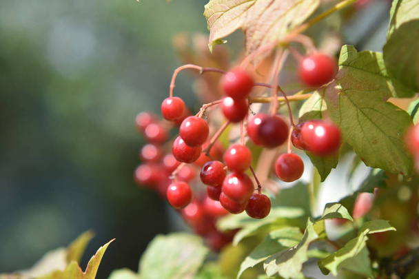 Zbliżenie czerwonych owoców Viburnum w letni słoneczny dzień - Zdjęcie, obraz