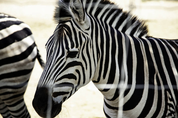 Wild Zebra caged - Foto, Imagem