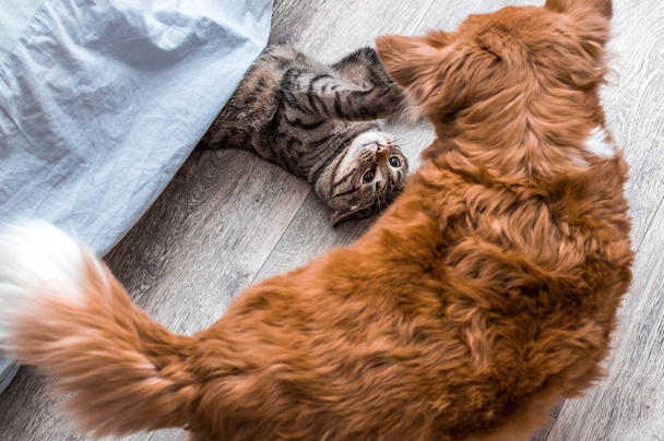 Gray cat and red dog playing together in the apartment. Close-up - Фото, зображення