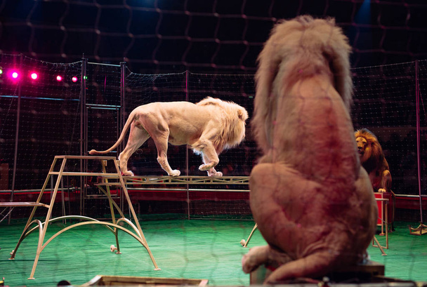 Lion in circus arena cage. Performance in the Circus arena. - Foto, afbeelding
