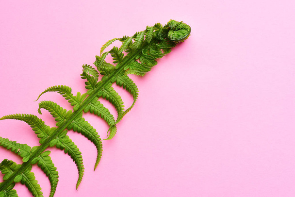 Close-up view of beautiful green fern - Fotó, kép