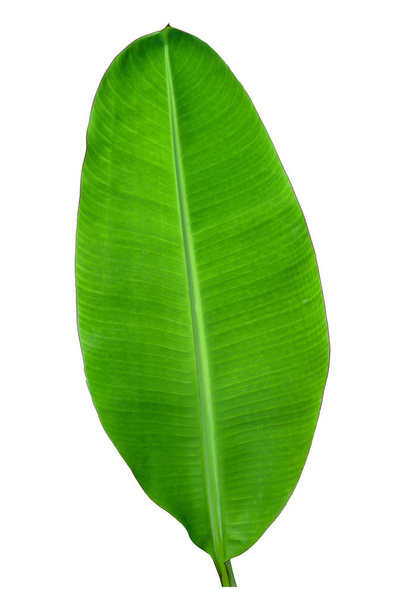 Hoja de plátano verde, textura de follaje tropical verde aislada sobre fondo blanco. El archivo contiene una ruta de recorte
. - Foto, Imagen