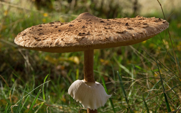  Зонтичный гриб осенью
  - Фото, изображение
