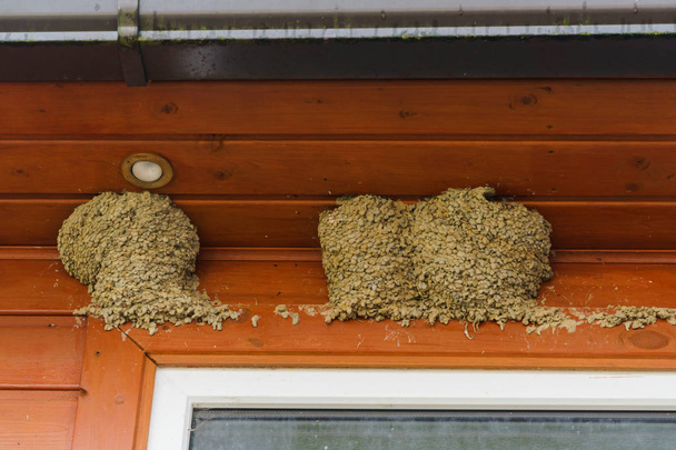 Three swallow nests under the roof of the house. - Photo, Image