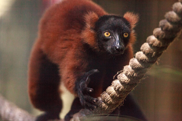 Baby rood ruffed Lemur pup Varecia rubra klingen aan touw. - Foto, afbeelding