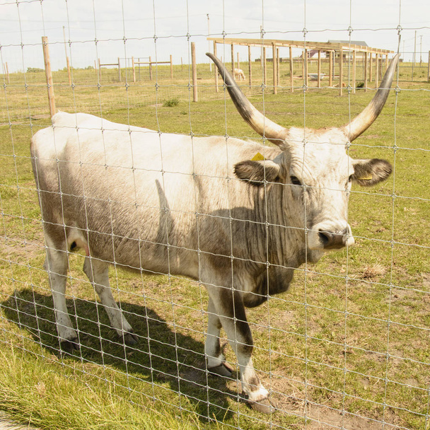 Koeien in de dierentuin in de zomer - Foto, afbeelding