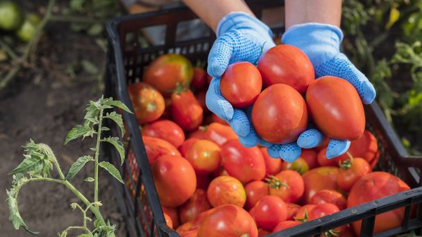 Bovenaanzicht van Boeren handen houden verschillende rijpe tomaten in de tuin. Groenten oogsten - Foto, afbeelding