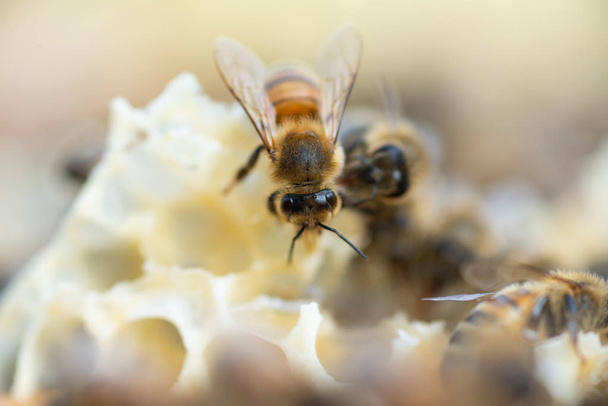Közelről kilátás a mézelő méhek dolgozó méhsejt - Fotó, kép