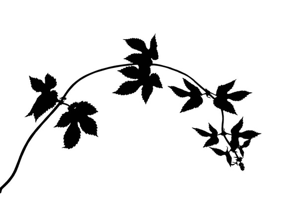 Bent-brote-ramita-de-uva silvestre-aislado-en-blanco
   - Foto, imagen