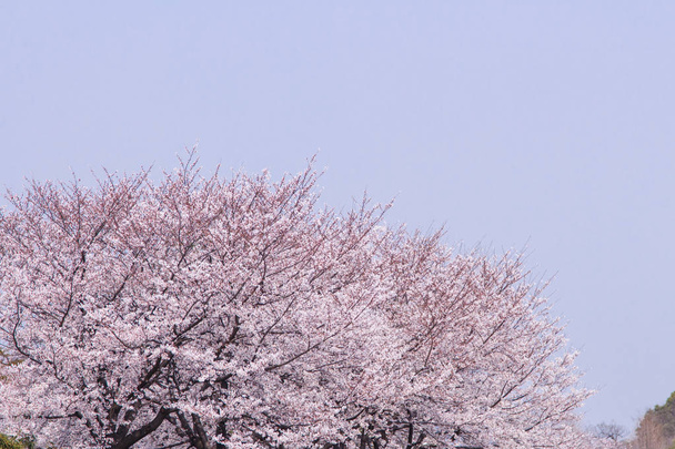 Sakura - Foto, immagini
