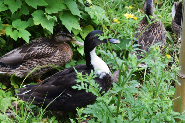 Ducks in a park with a pond. - Photo, Image