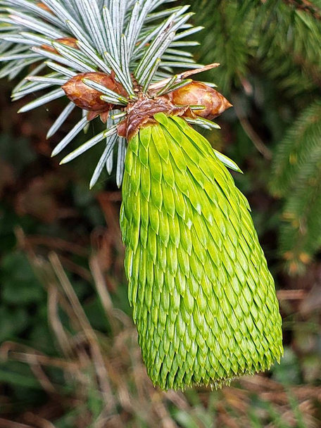 オレゴン州のセントラルコーストの春に常緑の木に発達する緑のコーンの細かい詳細.  - 写真・画像