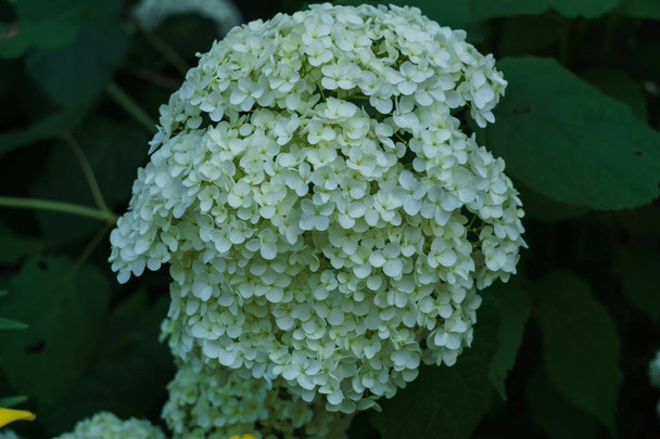 Inflorescence of the white flowers of hydrangea in garden. - Photo, Image
