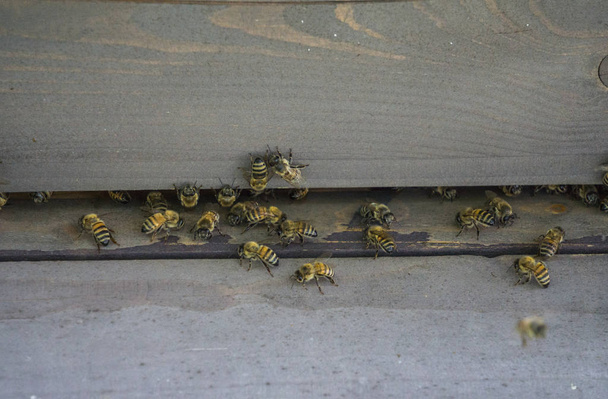 Colmeias no apiário. As abelhas voam para a colmeia. Abelhas protegem a colmeia
. - Foto, Imagem