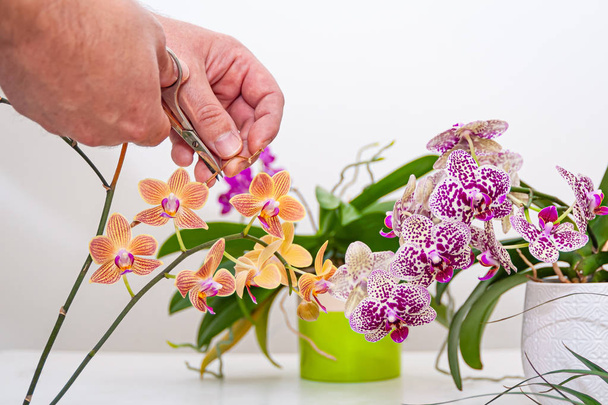 Orchideen blühen im Topf. Pflege von Topfpflanzen zu Hause. phalaenopsis. Orchidaceae. - Foto, Bild