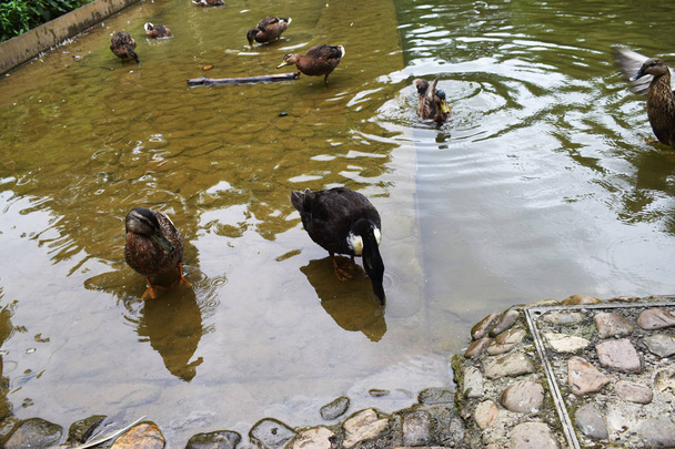 Patos en un parque con un estanque
. - Foto, Imagen