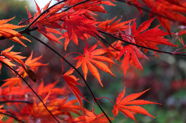 Arce japonés rojo brillante o hojas de Acer palmatum
  - Foto, imagen