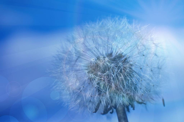 Abstract background with dandelion - Photo, Image