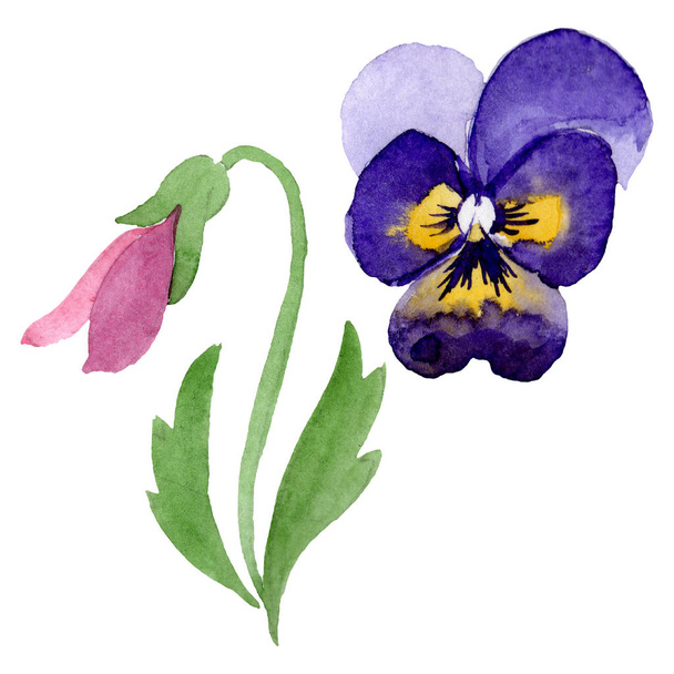 Ornament with pansies botanical flowers. Watercolor background illustration set. Isolated viola illustration element. - Фото, зображення
