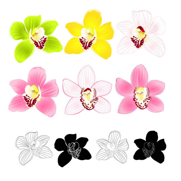 Orquídea tropical Cymbidium verde rosa amarillo blanco flor realista y contorno y silueta sobre fondo blanco vintage vector ilustración editable mano dibujar
 - Vector, Imagen