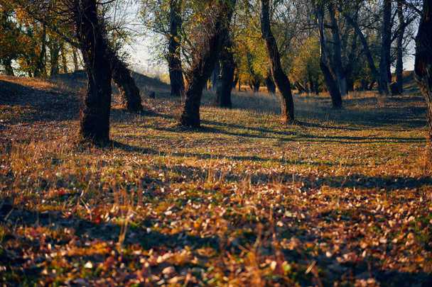Jesienny Las-piękny dziki krajobraz, jasne światło słoneczne i cienie o zachodzie słońca, Złote opadłe liście i gałęzie, natura i szczegóły sezonu. - Zdjęcie, obraz
