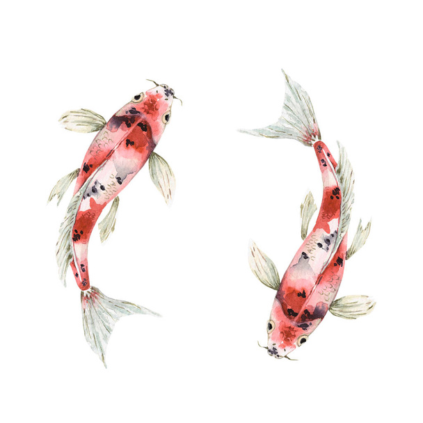 conjunto de dibujos de acuarela de peces de carpa sobre un fondo blanco. peces dorados en el agua
 - Foto, imagen