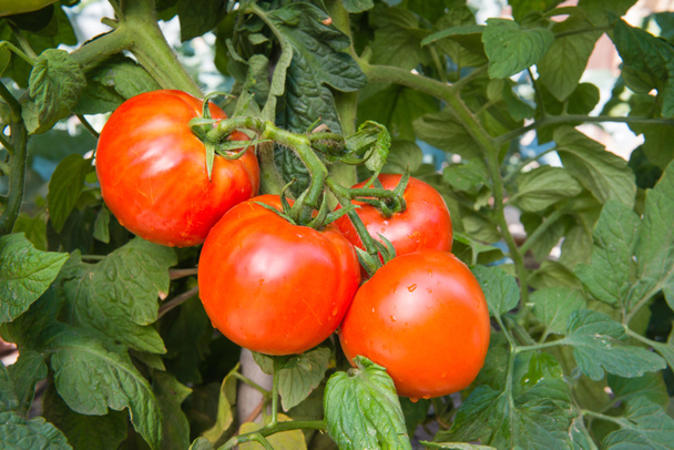 growth tomatoes - Photo, Image