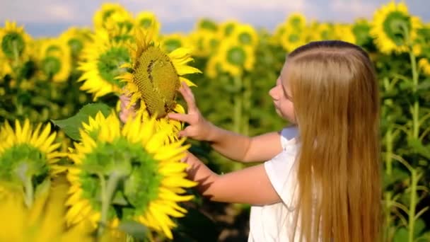 Krásná dívka pohladila slunečnici na hřišti, trhají okvětní lístky a vyptávání - Záběry, video