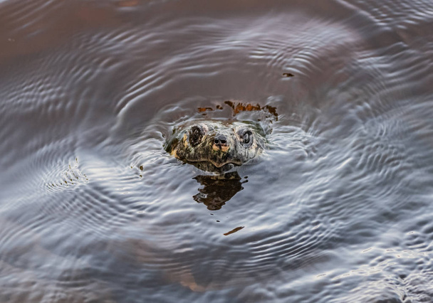 Harapós teknős megtöri a felületet - Fotó, kép