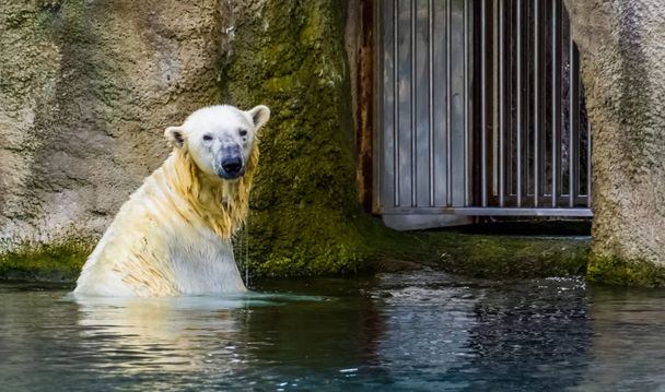 polar bear taking a bath in the water, vulnerable animal specie from the arctic circle - Photo, Image